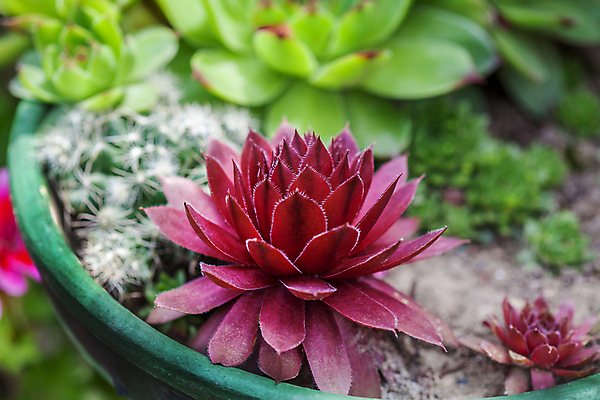 포토 JPG 해외이미지 식물 꽃 백그라운드 농업 자연 선인장 풍경 사람없음 장식 빨간색 초록색 정원 미니어처 성장 원예 질감 조경 내추럴 땅바닥 해외포토 산업 컬러 바닥 취미 모형 생태계 파일형식 이미지허브