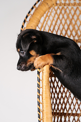 포토 JPG 해외이미지 스튜디오촬영 동물 한마리 1 응시 행복 얼굴 새끼 의자 발 친절 실내 서기 앉기 사람없음 반려동물 갈색 노란색 검은색 우정 개 달콤 강아지 작음 테리어 꼬리 송곳니 경보 고립 돌봄 등나무 유래 해외포토 나무 시선 감정 컬러 가구 포유류 모션 내부 신체부위 친구 맛 치아 크기 파일형식 이미지허브