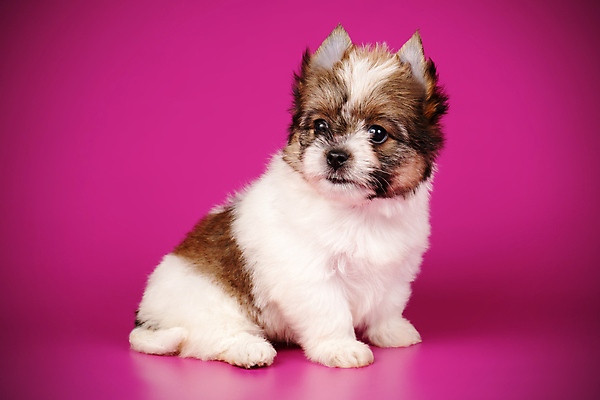 포토 JPG 해외이미지 동물 1 행복 새끼 백그라운드 새로움 털 미소 사람없음 빨간색 반려동물 귀여움 검은색 거울 흰색 개 달콤 강아지 작음 요크셔테리어 테리어 활 솜털 송곳니 기르기 비버 삼색 해외포토 감정 컬러 컨셉 포유류 표정 맛 치아 크기 돌봄 파일형식 이미지허브