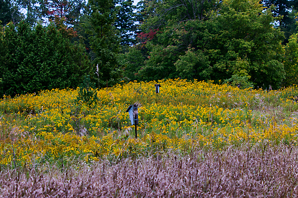 포토 JPG 해외이미지 나무 동물 야생동물 줄기 곤충 백그라운드 잎 포유류 자연 조류 지붕 새로움 주택 아이디어 종류 사람없음 목재 상자 검은색 나뭇가지 소나무 잠 구멍 행운 황무지 동굴 둥지 보호 질병 설치류 숲 맨션 보안 심플 박쥐 나무껍질 서식지 모기 보호구역 해외포토 식물 컬러 컨셉 재료 의학 안전 건물 껍질 해충 생태계 구역 파일형식 이미지허브