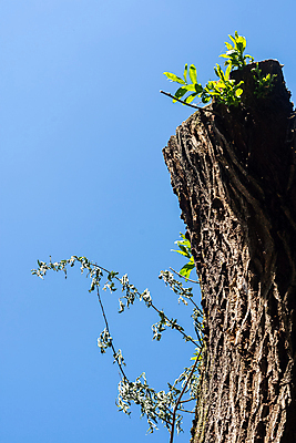 포토 JPG 해외이미지 나무 식물 계절 잎 자연 하늘 새로움 사람없음 야외 초록색 파란색 햇빛 봄 성장 신선 에코 원예 바이오 생태학 총쏘기 카피스페이스 해외포토 교육 컬러 컨셉 모션 취미 태양 환경 공백 생태계 파일형식 이미지허브