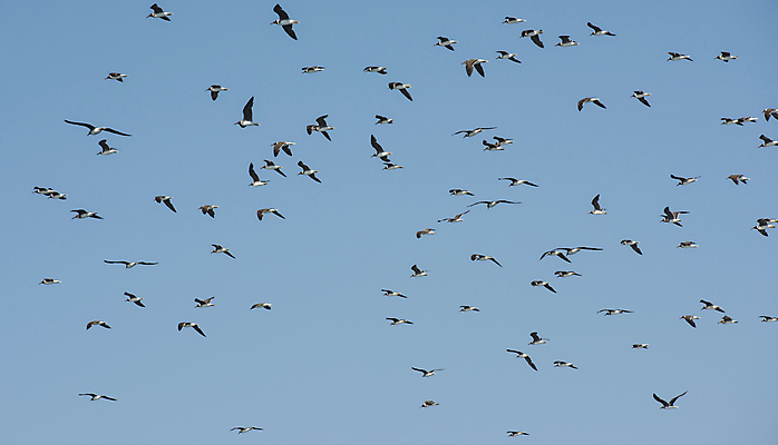 포토 JPG 해외이미지 동물 야생동물 자연 갈매기 조류 하늘 사람없음 파란색 비행 그룹 해외포토 컬러 생태계 파일형식 이미지허브