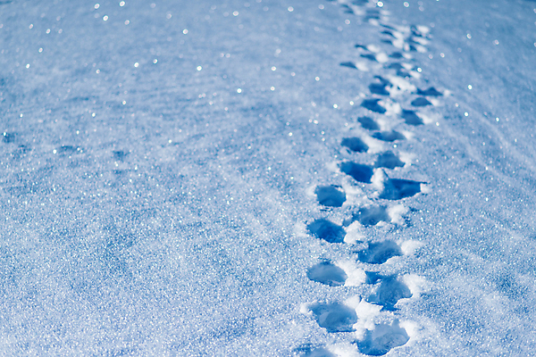 포토 JPG 해외이미지 계절 길 여행 크리스마스 겨울 자연 날씨 산 풍경 사람없음 야외 파란색 빛 걷기 맑음 냉동 얼음 산책 하이킹 추위 흰색 발자국 오솔길 서리 단계 깊이 선로 양발 자취 눈내림 해외포토 자연요소 기념일 컬러 자국 모션 레저 휴식 눈_날씨 생태계 파일형식 이미지허브