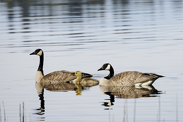 포토 JPG 해외이미지 동물 계절 호수 야생동물 백그라운드 자연 조류 병아리 사람없음 야외 초록색 물 갈색 노란색 봄 자녀 시골 아기 신생아 작음 깃털 부리 거위 솜털 물새 서식지 내추럴 동물상 해외포토 자연요소 컬러 사람 조형물 크기 생태계 파일형식 이미지허브