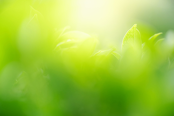 포토 JPG 해외이미지 나무 식물 계절 백그라운드 컨셉 잎 패턴 자연 벽지 추상 잔디 사람없음 초록색 빛 컬러풀 햇빛 태양 우주 환경 정원 맑음 봄 성장 신선 숲 질감 보케 부드러움 내추럴 블러 생태학 지구의날 카피스페이스 그리너리 효과 해외포토 자연요소 교육 기념일 컬러 무늬 날씨 공백 감각 생태계 파일형식 트랜드컬러 이미지허브