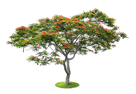 포토 JPG 해외이미지 나무 식물 계절 줄기 백그라운드 낙엽 잎 자연 사람없음 야외 목재 초록색 여름 환경 정원 봄 성장 덮개 흰색 나뭇가지 고독 숲 큼 자르기 수집 심볼 오브젝트 싱글 에코 나무껍질 내추럴 고립 생태학 옛날 그리너리 해외포토 교육 감정 컬러 재료 모션 뚜껑 껍질 크기 생태계 파일형식 트랜드컬러 이미지허브