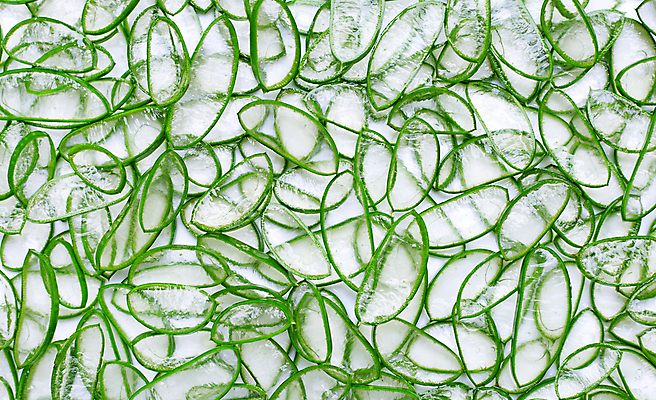 포토 JPG 해외이미지 스튜디오촬영 단면 실내 사람없음 초록색 흰배경 알로에 해외포토 식물 컬러 백그라운드 내부 흰색 파일형식 이미지허브