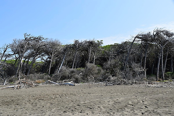 포토 JPG 해외이미지 나무 유럽 바다 자연 휴가 풍경 해변 사람없음 야외 목재 여름 태양 이탈리아 안개 소나무 황무지 분위기 숲 지중해 토스카나 해외포토 자연요소 식물 계절 나라 컨셉 재료 날씨 생태계 파일형식 이미지허브