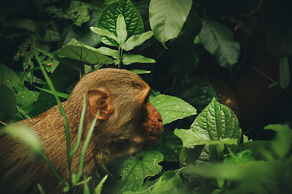 포토 JPG 해외이미지 아시아 야생동물 여행 포유류 자연 사람없음 야외 초록색 환경 원숭이 숲 동물상 해외포토 동물 나라 컬러 조형물 생태계 파일형식 이미지허브