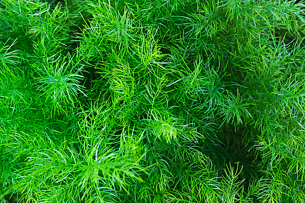 포토 JPG 해외이미지 식물 화초 잎 자연 유리 사람없음 초록색 정원 신선 관목 내추럴 해외포토 나무 컬러 재질 생태계 파일형식 이미지허브