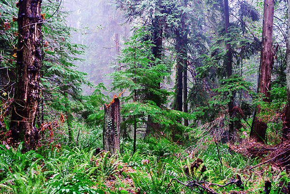 포토 JPG 해외이미지 나무 식물 잎 캐나다 자연 이끼 풍경 사람없음 야외 초록색 물 환경 습기 젖음 촉촉함 안개 성장 나뭇가지 신선 숲 큼 열대우림 상록수 내추럴 뿌연 생태학 양치류 옛날 해외포토 자연요소 교육 컬러 북아메리카 날씨 크기 생태계 파일형식 이미지허브