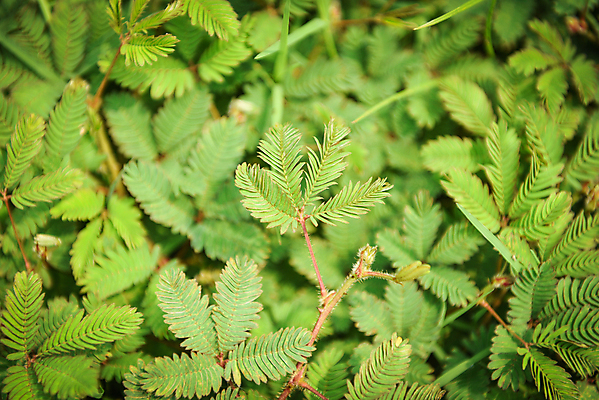 포토 JPG 해외이미지 모양 나무 식물 공원 꽃 분홍색 백그라운드 잎 꽃무늬 패턴 자연 사람없음 빨간색 초록색 환경 정원 봄 활발 성장 벚꽃 흰색 신선 개화 수줍음 질감 내추럴 이국적 해외포토 계절 공공시설 감정 컬러 컨셉 무늬 생태계 파일형식 이미지허브