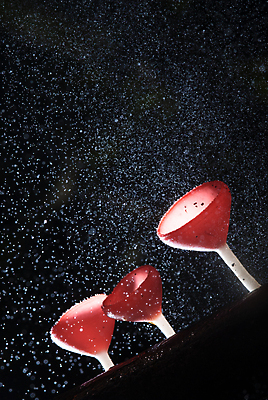 포토 JPG 해외이미지 나무 분홍색 사람없음 어둠 버섯 야간 숲 빗방울 해외포토 자연요소 식물 컬러 비_날씨 파일형식 이미지허브