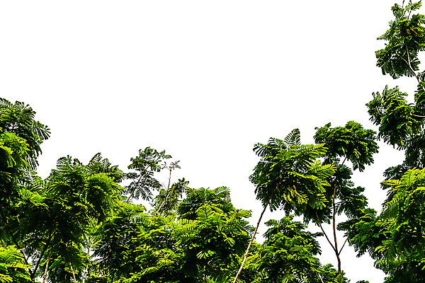 포토 JPG 해외이미지 나무 식물 응시 계절 공원 줄기 백그라운드 잎 자연 하늘 건강 풍경 사람없음 야외 목재 초록색 여름 빛 농장 우주 환경 정원 봄 성장 흰색 나뭇가지 신선 숲 큼 유기농 내추럴 고립 생태학 생존 해외포토 웰빙 시선 공공시설 교육 컬러 농업 재료 크기 생태계 파일형식 이미지허브