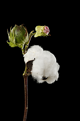 포토 JPG 해외이미지 검은배경 사람없음 면 오브젝트 부드러움 목화꽃 목화솜 해외포토 꽃 백그라운드 검은색 감각 솜 파일형식 이미지허브