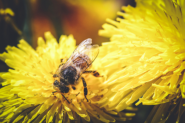 포토 JPG 해외이미지 계절 꽃잎 꽃 야생동물 곤충 농업 날개 잔디 사람없음 여름 컬러풀 노란색 머리 봄 활발 모임 약재 업무 작업 황금 닫기 벌레 약초 민들레 벌 수집 허브 싱글 생태계 생물학 바쁨 꽃가루 꿀 강렬 생태학 카피스페이스 해외포토 식물 동물 교육 산업 컬러 컨셉 모션 신체부위 약 공백 풀_식물 가루 파일형식 이미지허브