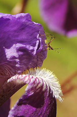 포토 JPG 해외이미지 식물 꽃잎 꽃 꽃다발 곤충 백그라운드 잎 꽃무늬 전구 자연 사람없음 초록색 컬러풀 정원 보라색 검은색 봄 벚꽃 벌레 꽃집 제비꽃 원예 꽃가루 붓꽃 메뚜기 내추럴 고립 귀뚜라미 해외포토 동물 계절 컬러 무늬 취미 상점 가루 생태계 파일형식 이미지허브