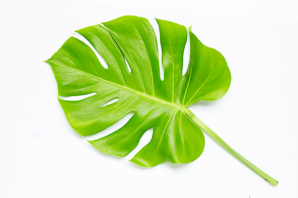 포토 JPG 해외이미지 실내 사람없음 한개 흰배경 몬스테라 열대잎 해외포토 식물 1 백그라운드 잎 내부 흰색 파일형식 이미지허브
