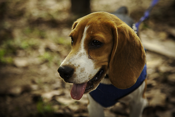 포토 JPG 해외이미지 동물 응시 행복 새끼 포유류 발 아침 건강 미소 사람없음 야외 반려동물 장난감 달리기 갈색 귀여움 산책 가을 행운 개 강아지 자르기 혀 코 비글 송곳니 경보 기르기 복종 유래 총구 해외포토 주간 시선 계절 감정 컬러 컨셉 모션 휴식 표정 신체부위 입 치아 돌봄 파일형식 이미지허브