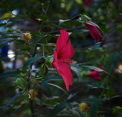 포토 JPG 해외이미지 잎 자연 사람없음 야외 빨간색 나뭇가지 야간 히비스커스 해외포토 자연요소 나무 식물 꽃 컬러 생태계 파일형식 이미지허브
