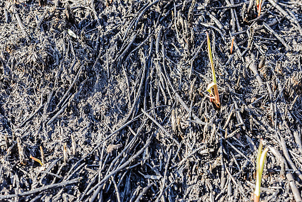 포토 JPG 해외이미지 나무 식물 계절 겨울 밭 자연 불 새로움 건조 풍경 사람없음 야외 환경 검은색 봄 손상 성장 뜨거움 황무지 숲 위험 내추럴 땅바닥 생태학 재앙 해외포토 자연요소 교육 컬러 컨셉 농업 바닥 생태계 파일형식 이미지허브