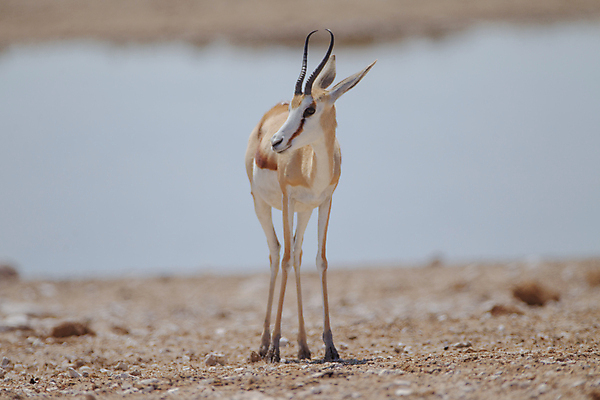 포토 JPG 해외이미지 동물 1 공원 남자 야생동물 포유류 아프리카 자연 풍경 성인 사람없음 가로 운전 게임 사파리 영양 케냐 동쪽 가젤 세렝게티 승인 전국 탄자니아 평야 해외포토 공공시설 나라 모션 놀이 사람 방향 생태계 파일형식 이미지허브
