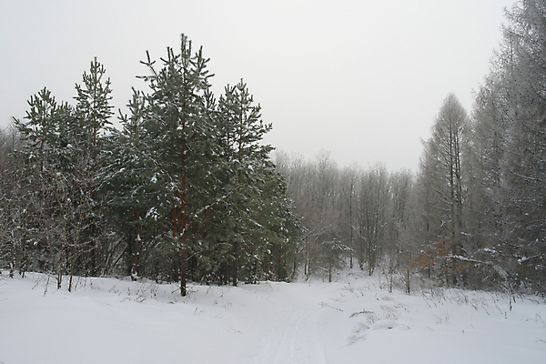 포토 JPG 해외이미지 나무 계절 백그라운드 크리스마스 겨울 자연 날씨 풍경 사람없음 야외 추위 안개 흰색 나뭇가지 소나무 숲 무서움 서리 눈보라 벌거벗은 뿌연 줄서기 해외포토 식물 기념일 감정 컬러 모션 눈_날씨 생태계 파일형식 이미지허브