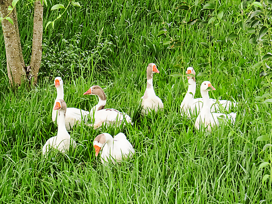 포토 JPG 해외이미지 동물 야생동물 백그라운드 밭 자연 조류 잔디 사람없음 야외 초록색 여름 반려동물 농장 환경 흰색 시골 깃털 부리 목 거위 내추럴 밭일 해외포토 식물 계절 컬러 농업 신체부위 생태계 파일형식 이미지허브