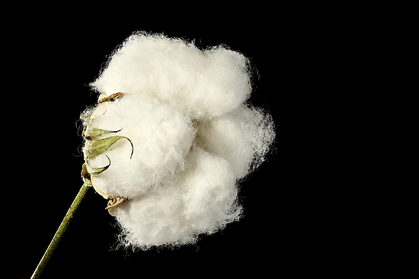 포토 JPG 해외이미지 검은배경 사람없음 면 오브젝트 부드러움 목화꽃 목화솜 해외포토 꽃 백그라운드 검은색 감각 솜 파일형식 이미지허브