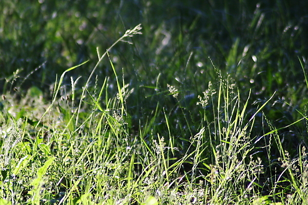 포토 JPG 해외이미지 식물 꽃 백그라운드 밭 비즈니스 곰 가족 놀이 조류 서기 사람 앉기 사람없음 야외 초록색 사무실 갈색 쌓기 걷기 아기 붓 양 그룹 닫기 군중 작음 큼 방목 해외포토 동물 컬러 농업 포유류 관계 모션 축산업 크기 파일형식 이미지허브