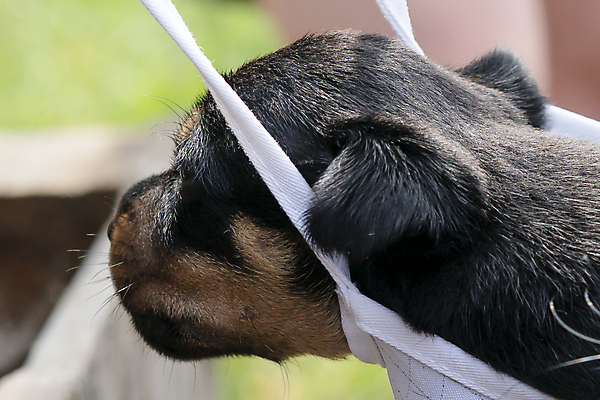 포토 JPG 해외이미지 동물 행복 얼굴 새끼 놀이 엄마 가면 사람없음 야외 반려동물 갈색 흰색 침대 아기 신생아 직물 잠 신용카드 개 달콤 강아지 작음 테리어 거짓말 기르기 대가리 해외포토 감정 컬러 가구 포유류 가족 사람 신체부위 금융 맛 크기 돌봄 파일형식 이미지허브