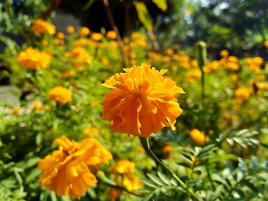 포토 JPG 해외이미지 식물 계절 꽃잎 꽃 결혼 백그라운드 꽃무늬 밭 오렌지 사람없음 장식 초록색 컬러풀 노란색 머리 정원 봄 활발 벚꽃 개화 황금 허브 땀 냄새 불쾌함 악취 내추럴 고립 해외포토 감정 컬러 컨셉 무늬 농업 과일 이벤트 신체부위 파일형식 이미지허브