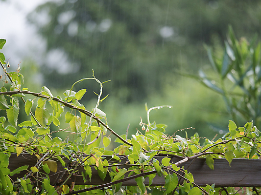 포토 JPG 해외이미지 나무 식물 디자인 계절 꽃 백그라운드 잎 꽃무늬 난간 자연 날씨 추상 사람없음 야외 목재 초록색 물 여름 빛 정원 봄 습기 젖음 발코니 물방울 나뭇가지 신선 떨어짐 냄비 소프트포커스 빗방울 질감 보케 내추럴 카피스페이스 해외포토 자연요소 컬러 컨셉 무늬 재료 촬영기법 공백 비_날씨 솥 생태계 파일형식 이미지허브