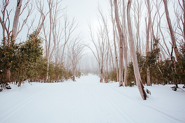 포토 JPG 해외이미지 계절 겨울 자국 자연 날씨 스키 산 풍경 사람없음 침묵 하이킹 추위 안개 흰색 호주 장면 선로 설피 해외포토 컬러 레저 겨울스포츠 소리 오세아니아 생태계 파일형식 이미지허브