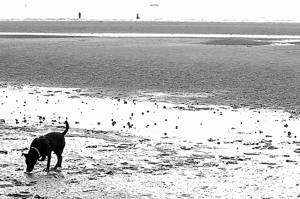 포토 JPG 해외이미지 동물 행복 얼굴 새끼 모래 장난 포유류 자연 털 사람없음 야외 반려동물 귀여움 검은색 산책 입 개 강아지 테리어 잡종 송곳니 기르기 해외포토 감정 컬러 컨셉 휴식 신체부위 치아 생태계 돌봄 파일형식 이미지허브