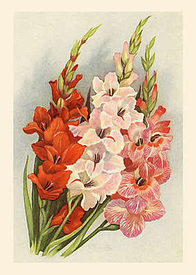 JPG 해외이미지 꽃 일러스트 미술 사람없음 그림 손그림 난초꽃 해외일러스트 식물 문화예술 난초 파일형식 이미지허브