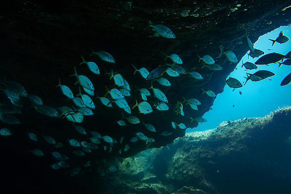 포토 JPG 해외이미지 동물 야생동물 바다 섬 여행 학교 자연 낚시 어류 풍경 사람없음 빨간색 물 파란색 바닷속 수중 수영 그룹 산호 잠수부 땅 생태계 다이빙 암초 내추럴 깊이 파라다이스 해외포토 자연요소 교육 컬러 레저 수중동물 수상스포츠 자포동물 전문직 수중스포츠 파일형식 이미지허브