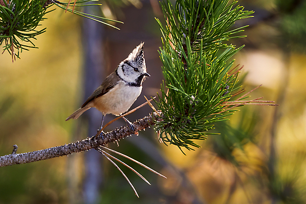포토 JPG 해외이미지 나무 동물 유럽 야생동물 날개 자연 조류 왕관 앉기 사람없음 야외 가로 햇빛 환경 나뭇가지 분위기 개 숲 작음 집중 깃털 생태계 꼬리 부리 심플 갈기 서식지 감탄 생태학 부족함 해외포토 식물 교육 나라 컨셉 포유류 모션 태양 크기 파일형식 이미지허브
