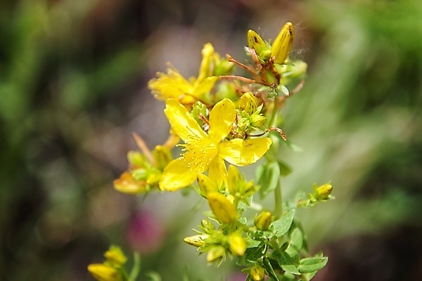 포토 JPG 해외이미지 꽃잎 꽃 잎 자연 사람없음 묘사 화창 해외포토 식물 날씨 생태계 파일형식 이미지허브