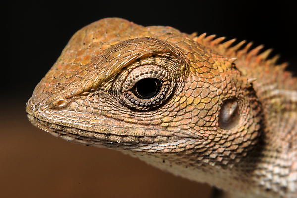 포토 JPG 해외이미지 동물 야생동물 자연 종류 사람없음 피부 도마뱀 카멜레온 해외포토 파충류 신체부위 생태계 파일형식 이미지허브