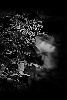 포토 JPG 해외이미지 나무 식물 꽃 선 백그라운드 잎 패턴 자연 벽지 표면 건강 창조 그림자 안전 사람없음 야외 장식 초록색 빛 평화 환경 정원 검은색 어둠 수확 성장 흰색 신선 숲 시원함 열대우림 유기농 질감 내추럴 생태학 인공 해외포토 웰빙 교육 컬러 컨셉 무늬 농업 생태계 파일형식 이미지허브