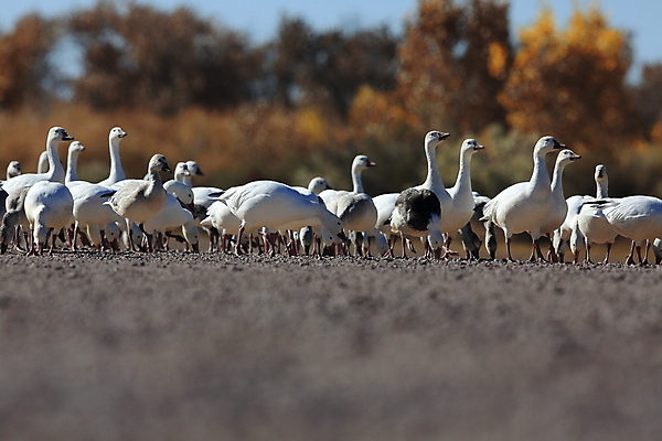 포토 JPG 해외이미지 동물 호수 야생동물 이동 겨울 날개 자연 조류 하늘 사람없음 야외 빨간색 물 파란색 검은색 봄 흰색 시골 그룹 우아함 군중 깃털 사냥 거위 물새 철새 뉴멕시코 해외포토 자연요소 계절 컬러 컨셉 사람 생태계 파일형식 이미지허브