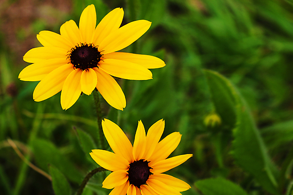 포토 JPG 해외이미지 식물 계절 꽃잎 꽃 꽃다발 백그라운드 꽃무늬 밭 자연 풍경 사람없음 야외 초록색 여름 농장 노란색 정원 검은색 봄 성장 벚꽃 시골 신선 허브 원예 데이지 부드러움 내추럴 해외포토 컬러 무늬 농업 취미 감각 생태계 파일형식 이미지허브