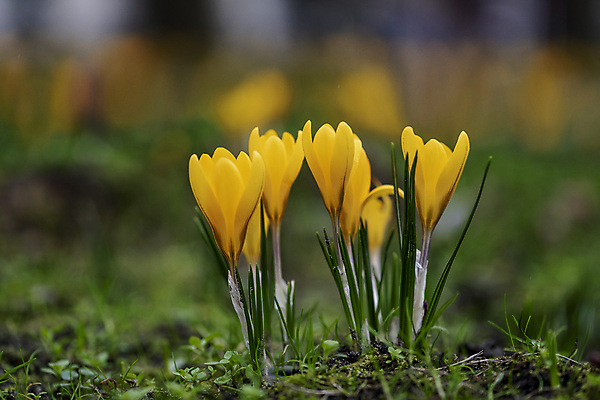 포토 JPG 해외이미지 식물 계절 공원 꽃잎 꽃 줄기 꽃다발 백그라운드 잎 겨울 꽃무늬 밭 자연 부활절 사람없음 야외 초록색 컬러풀 노란색 정원 보라색 봄 들꽃 추위 벚꽃 흰색 신선 개화 황금 제비꽃 장면 내추럴 고립 블러 사프란 해외포토 공공시설 기념일 컬러 무늬 농업 향신료 생태계 파일형식 이미지허브