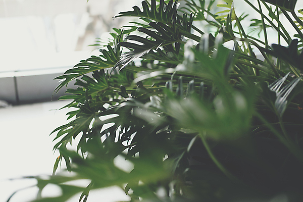 포토 JPG 해외이미지 나무 식물 잎 자연 사람없음 장식 초록색 정원 성장 냄비 다리찢기 내추럴 해외포토 컬러 모션 솥 생태계 파일형식 이미지허브