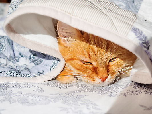 포토 JPG 해외이미지 한마리 실내 사람없음 반려동물 햇빛 고양이 이불 침대 반려묘 안락 해외포토 동물 1 가구 컨셉 포유류 침구 내부 태양 파일형식 이미지허브