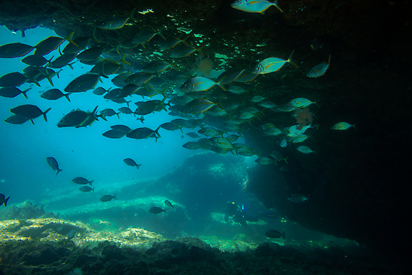 포토 JPG 해외이미지 동물 야생동물 바다 섬 여행 학교 자연 낚시 어류 풍경 사람없음 빨간색 물 파란색 바닷속 수중 수영 그룹 산호 잠수부 땅 생태계 다이빙 암초 내추럴 깊이 파라다이스 해외포토 자연요소 교육 컬러 레저 수중동물 수상스포츠 자포동물 전문직 수중스포츠 파일형식 이미지허브
