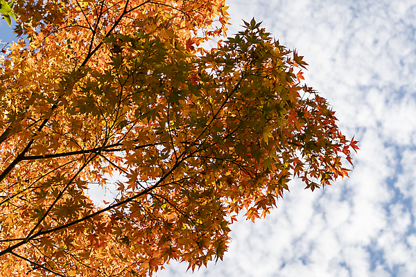 포토 JPG 해외이미지 나무 식물 계절 공원 단풍 잎 오렌지 자연 하늘 아침 미술 풍경 사람없음 야외 목재 가로 빨간색 초록색 파란색 빛 컬러풀 햇빛 태양 갈색 노란색 환경 맑음 일몰 활발 가을 시골 신선 황금 저녁 숲 내추럴 옛날 해외포토 주간 자연요소 공공시설 컬러 컨셉 과일 재료 날씨 문화예술 노을 야간 생태계 파일형식 이미지허브