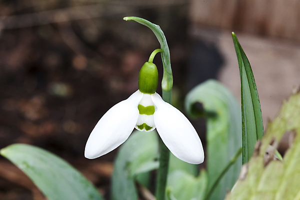 포토 JPG 해외이미지 꽃잎 꽃 잎 사람없음 아웃포커스 개화 스노드롭 해외포토 식물 촬영기법 파일형식 이미지허브