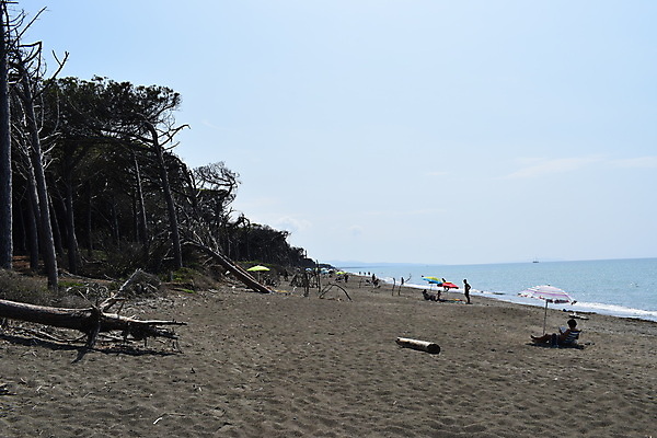 포토 JPG 해외이미지 나무 유럽 바다 자연 휴가 풍경 해변 사람없음 야외 목재 여름 태양 이탈리아 안개 소나무 황무지 분위기 숲 지중해 토스카나 해외포토 자연요소 식물 계절 나라 컨셉 재료 날씨 생태계 파일형식 이미지허브